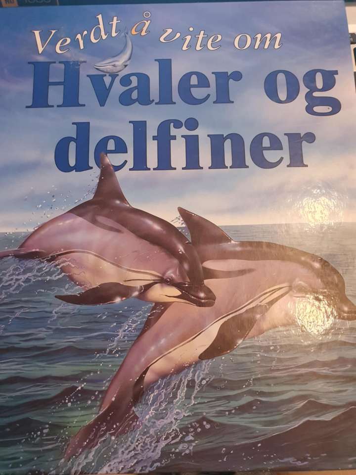 Verdt å vite om Hvaler og delfiner