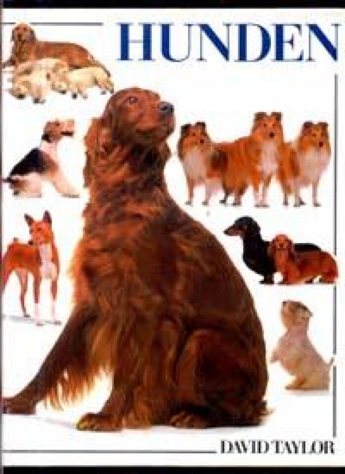 Hunden