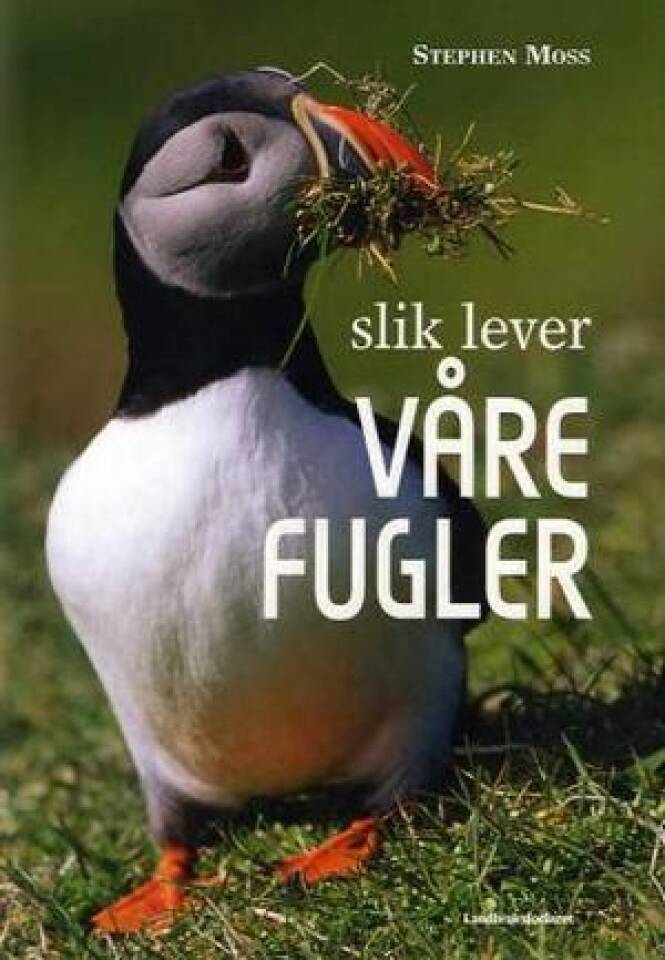 Slik lever våre fugler