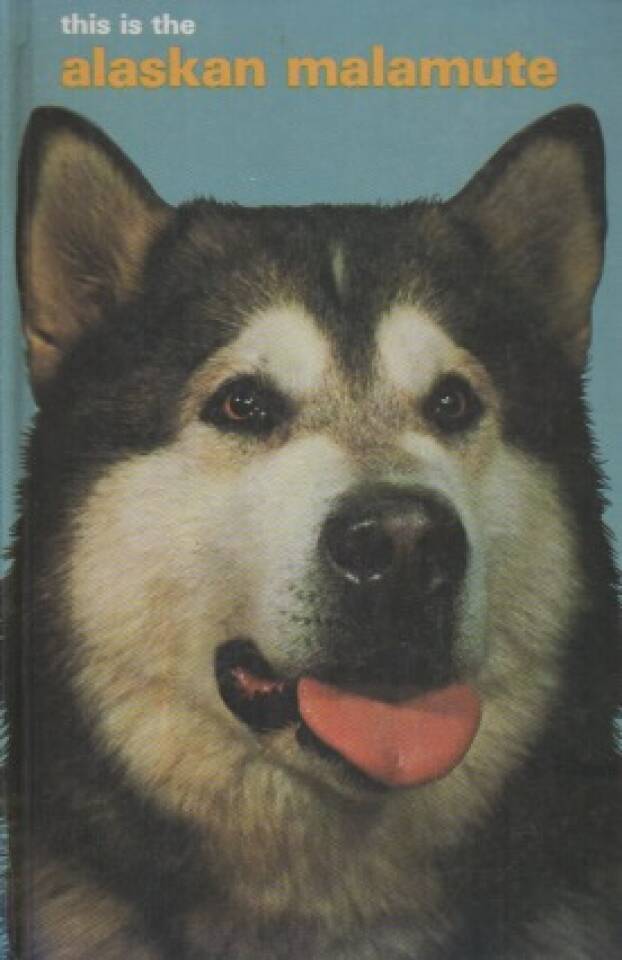 This is the Alaskan Malamute