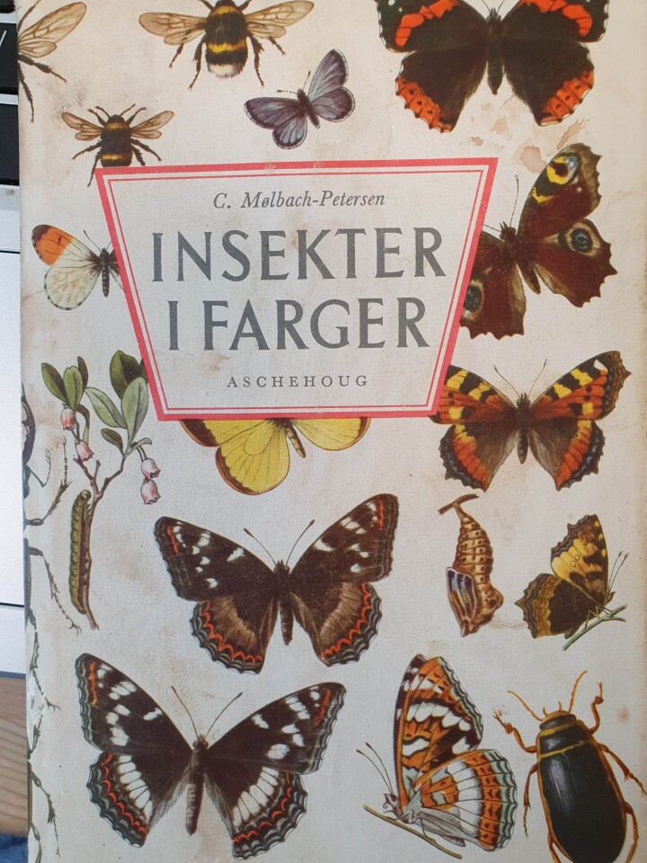 Insekter i farger