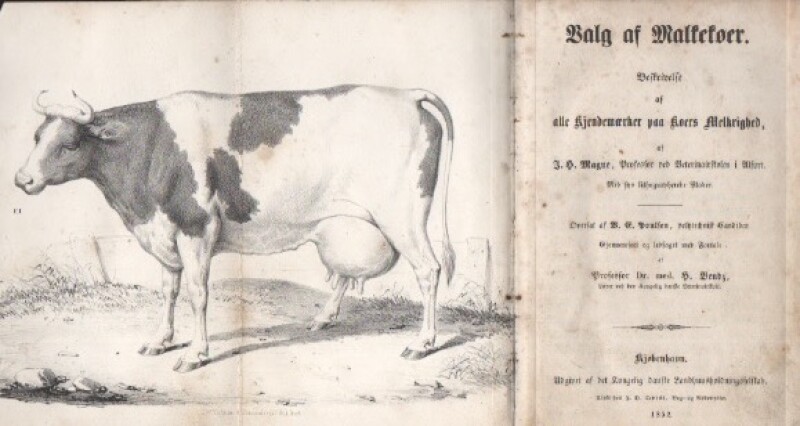 Salg av malkekøer – beskrivelse af alle kjendemærker paa køers melkrighed