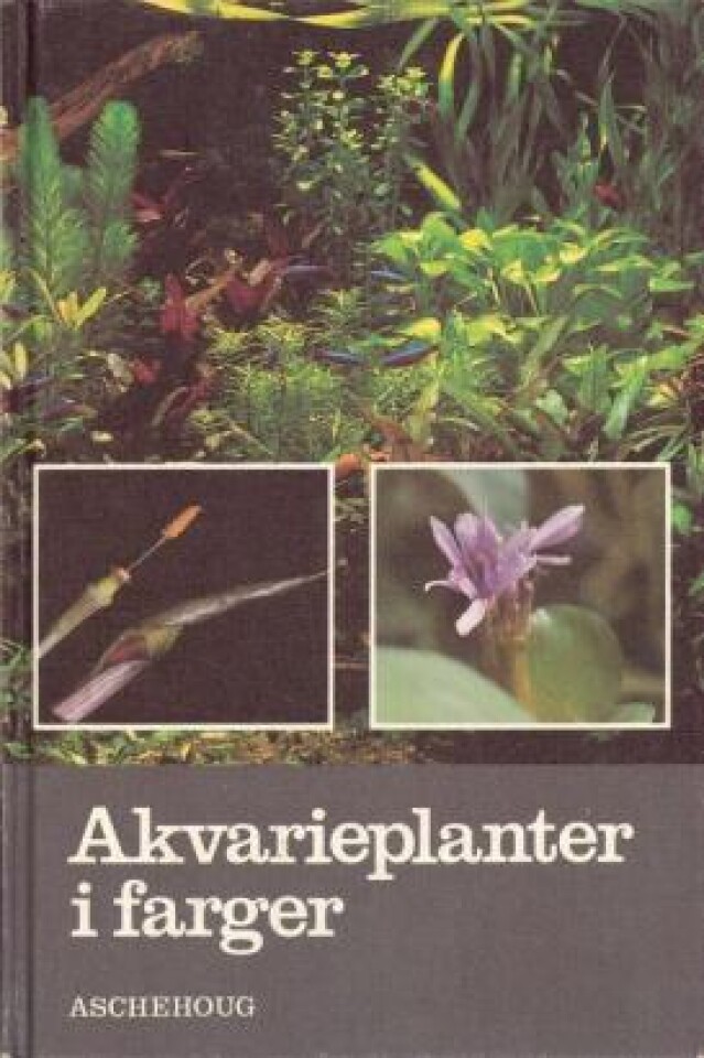 Akvarieplanter i farger