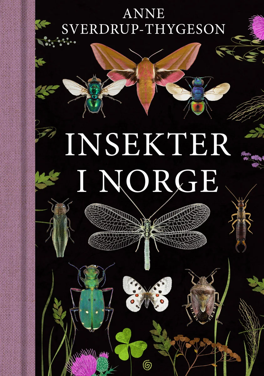 Insekter i Norge