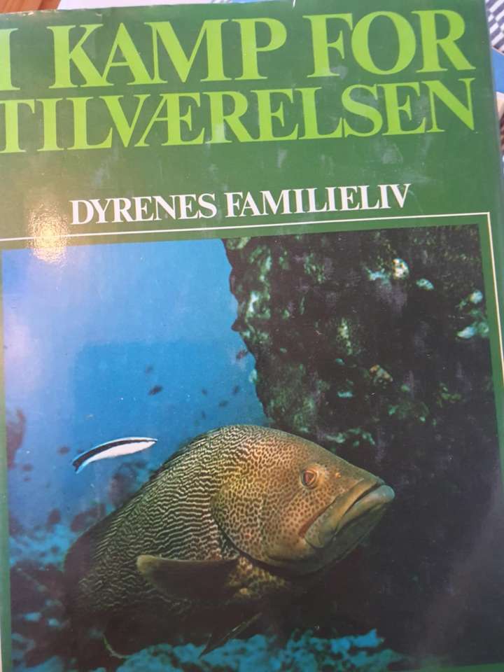 I kamp for tilværelsen