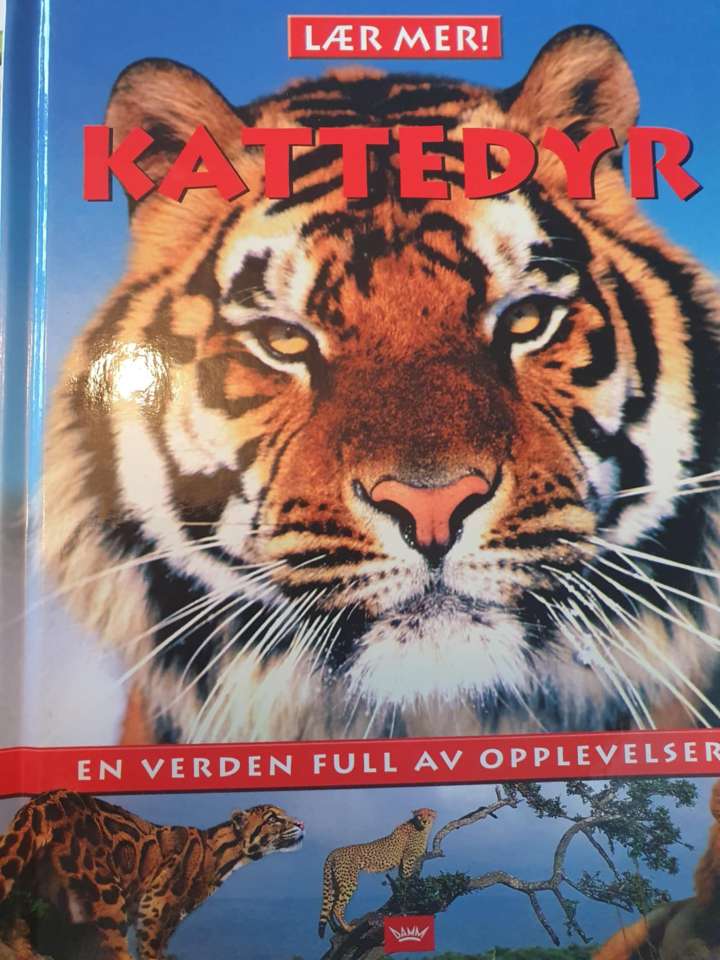 Kattedyr