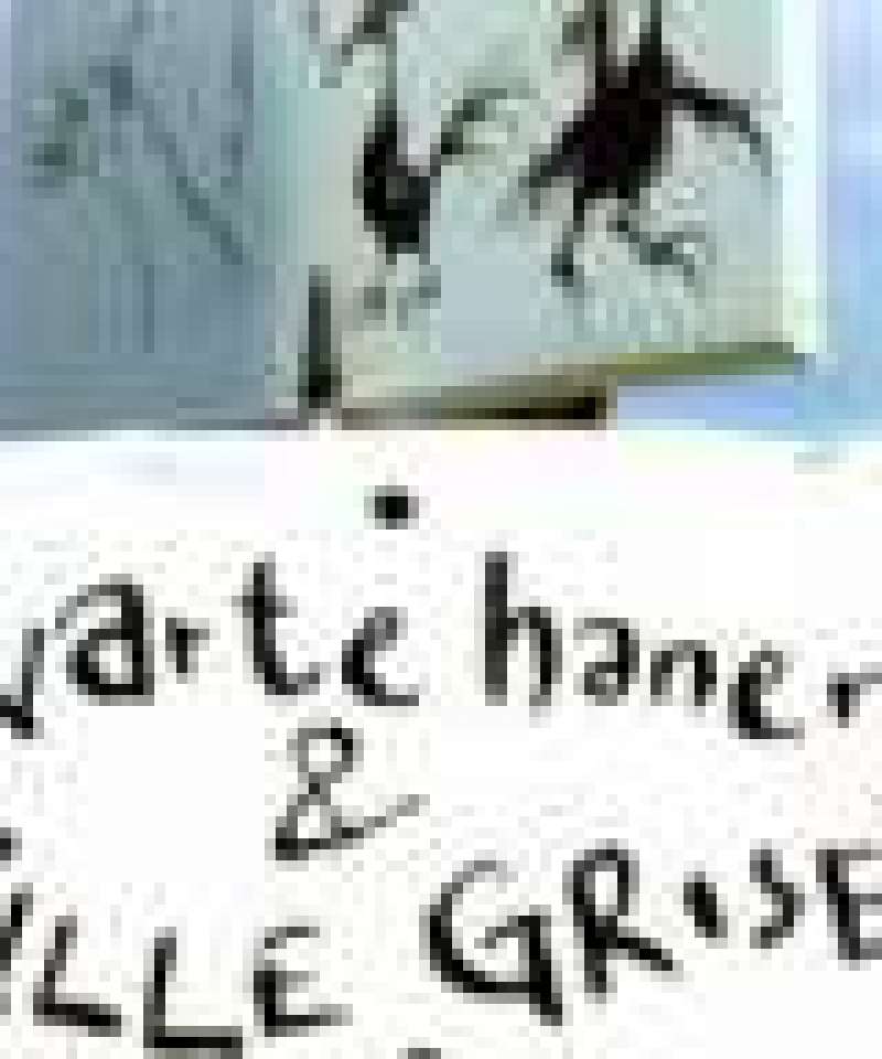 Svarte haner & ville griser