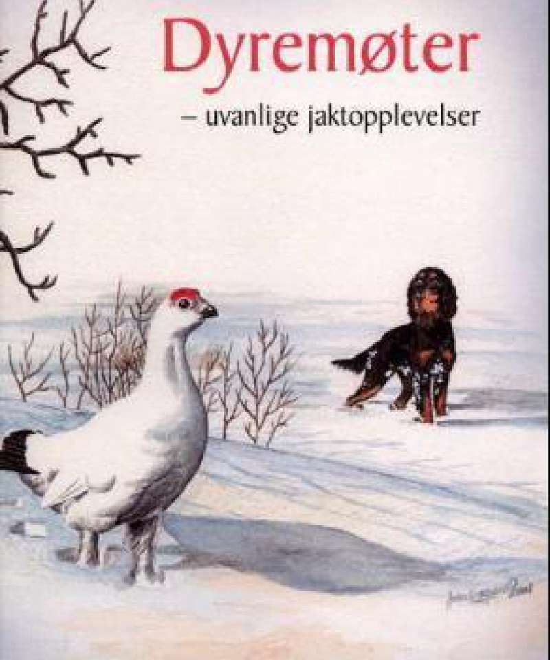 Dyremøter - uvanlige jaktopplevelser